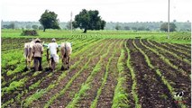 Obtener cómo préstamo subvención para cómo Obtener préstamos subvencionados para la agricultura NABARD lácteos