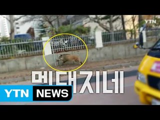 서울 강동구에 나타난 멧돼지…일대 '아수라장' / YTN