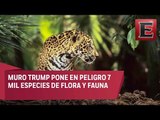 Muro Trump podría afectar animales en peligro de extinción