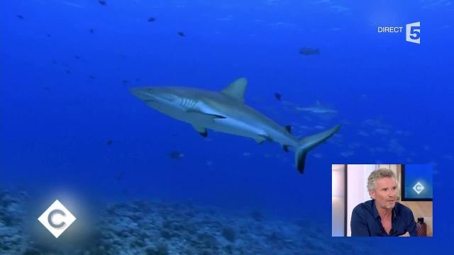 C à Vos : Denis Brogniart revient sur les conditions de tournage de Koh-Lanta Fidji