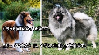 最も頭が良く賢い犬は？IQが高い犬種ランキングトップ２５