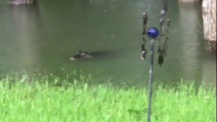 As If The Hurricane Wasn't Bad Enough, One Terrified Woman Turned And Saw This