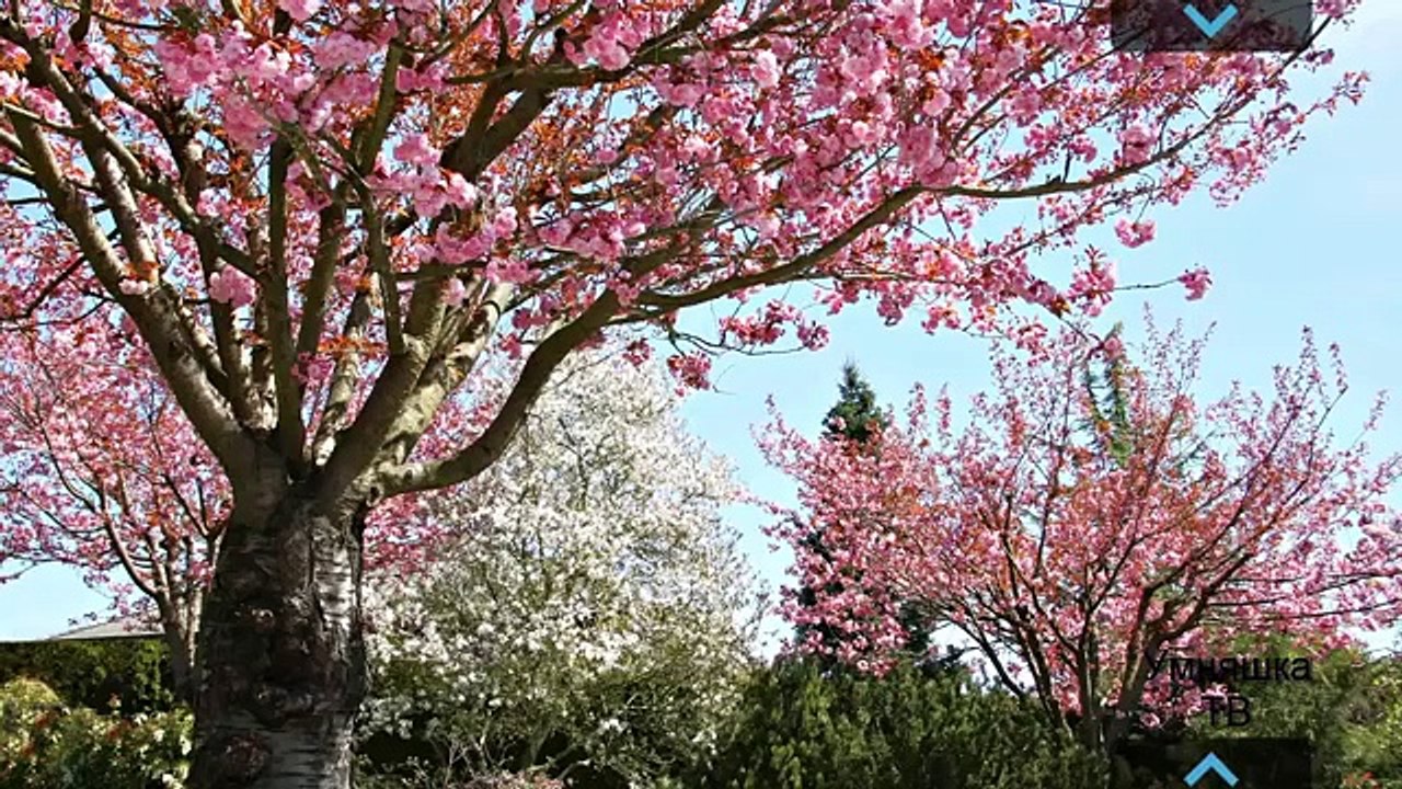 Niños para enseñar fenómeno natural se desarrolla de dibujos animados