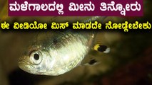 Eating fish during Rainy season is not good for health | Watch video | Oneindia Kannada