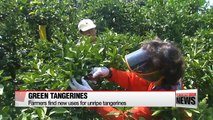 Unripe tangerines become popular among customers