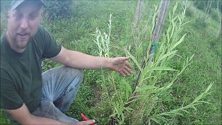 Our Method to grow willow  trees