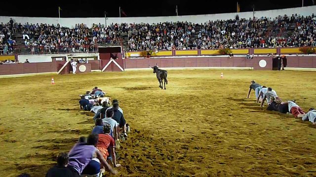Voici un nouveau jeu dans les arènes sans blesser les taureaux ! !