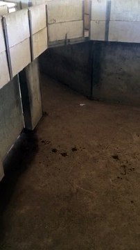 Feria d'Arles : les toros arrivent