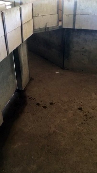 Feria d'Arles : les toros arrivent