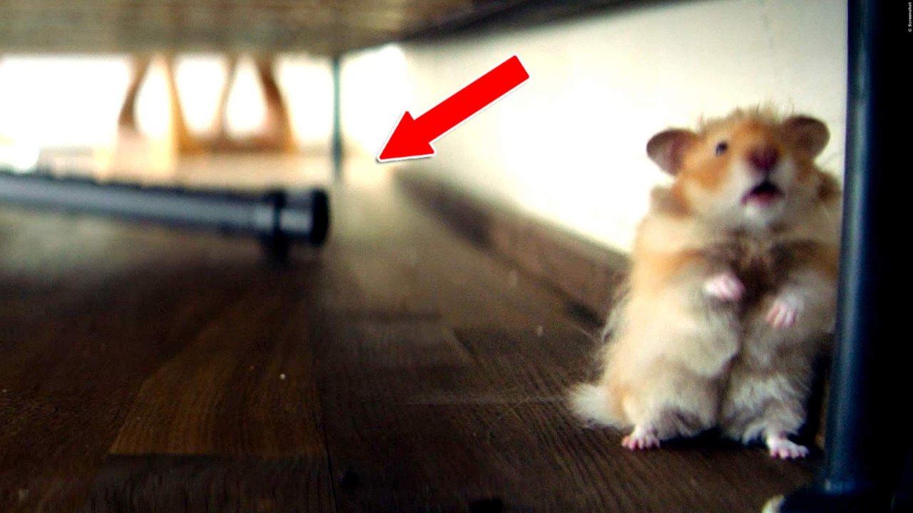 VERONICA FERRES SAUGT HAMSTER MIT DEM STAUBSAUGER EIN Trailer German Deutsch (2017) HD