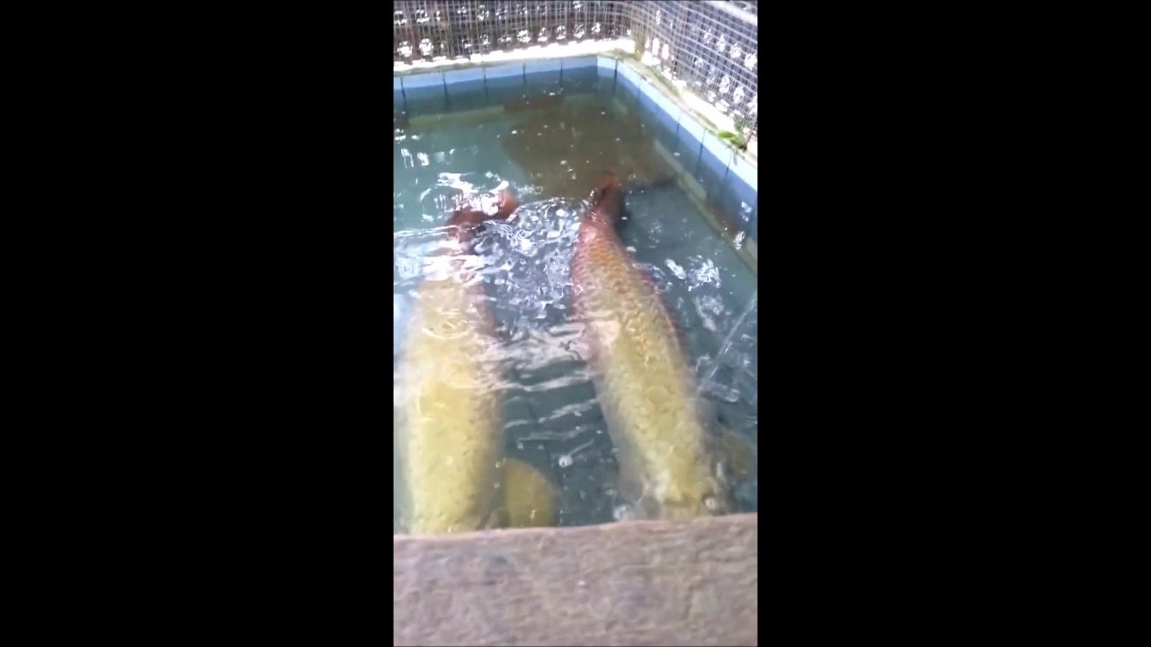 Il élève des Arapaima géants dans son bassin. Poissons de 2m de long