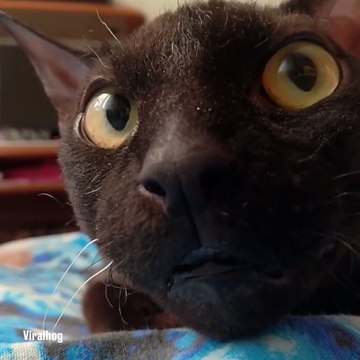 Ce chat va vous hypnotiser... Ahaha