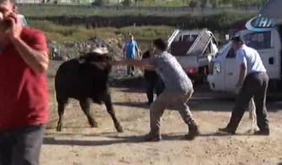 Kurban kesim alanında kaçan tosun paniğe neden oldu