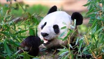 Noir ours animaux pour enfants enfants vidéos Jardin denfants préscolaire apprentissage