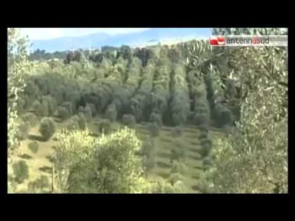 TG 14.05.14 Emergenza ulivi Salento: duemila test affidati all'Università di Foggia