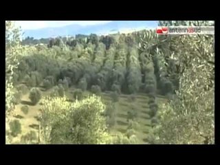 TG 14.05.14 Emergenza ulivi Salento: duemila test affidati all'Università di Foggia