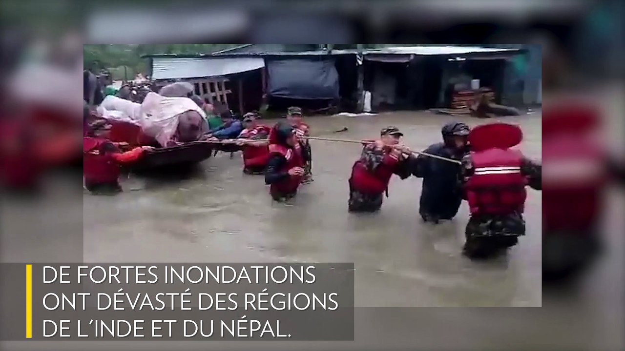 Des éléphants sauvent des touristes de la noyade