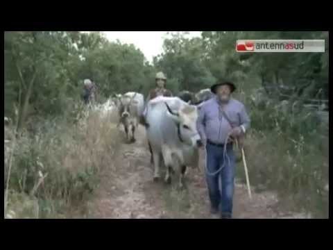 TG 06.06.14 Torna in Puglia Masserie sotto le Stelle
