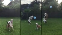 Deux chiens s'amusent avec un ballon
