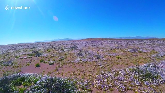Chile's Atacama desert erupts in a blanket of wildflowers