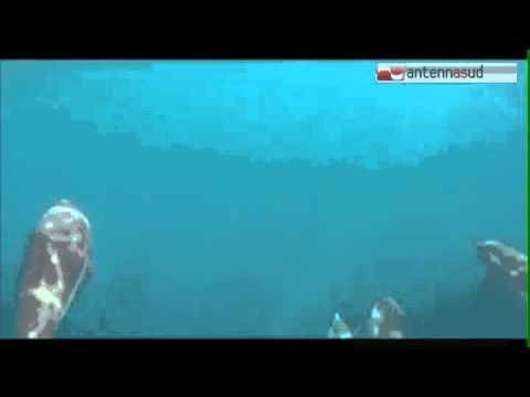 TG 01.07.14 Il Golfo di Taranto si conferma nursery per i delfini