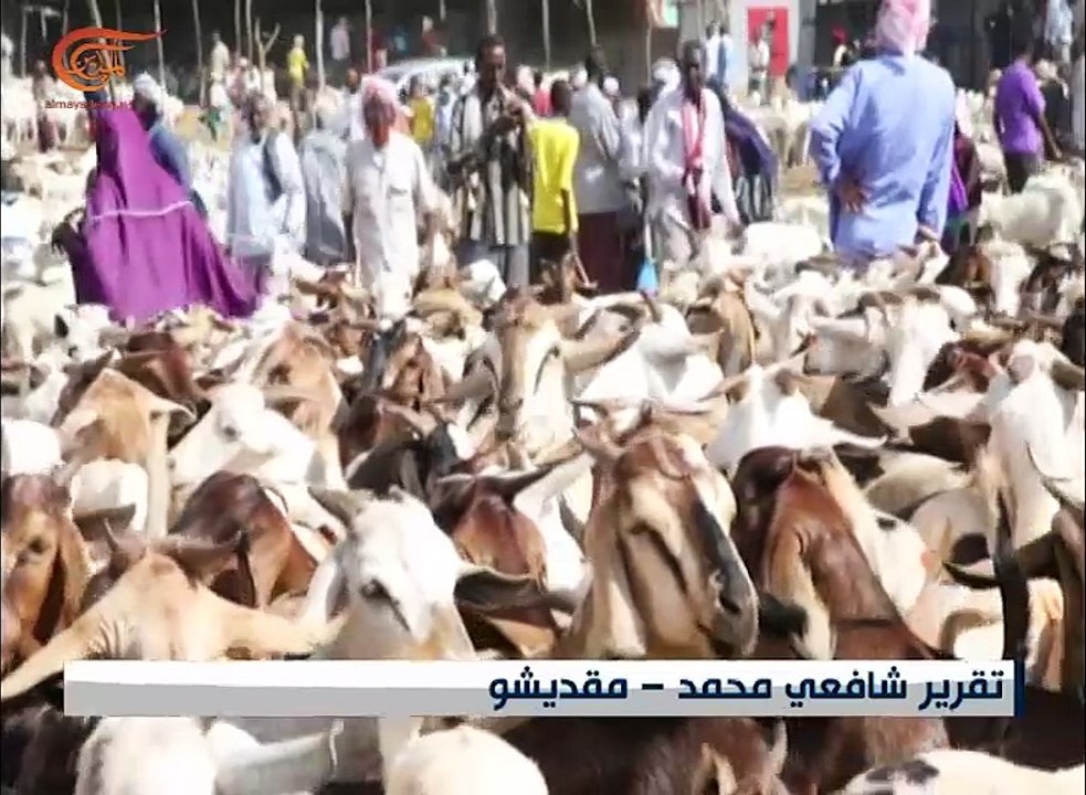 سوق المواشي يستعيد نشاطه في الصومال