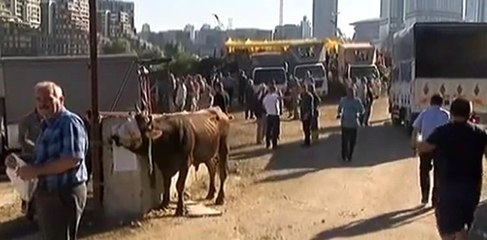 Kurban Kesim Alanında Kaçan Tosun Paniğe Neden Oldu