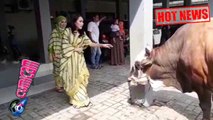 Hot News! Ajak Ngobrol Sapi, Ayu Ting Ting Malah Ketakutan - Cumicam 01 September 2017