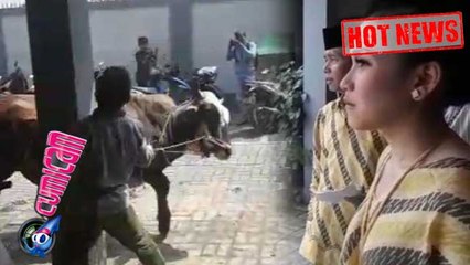 Hot News! Sebelum Disembelih, Sapi Kurban Ayu Ting Ting Ngamuk - Cumicam 01 September 2017