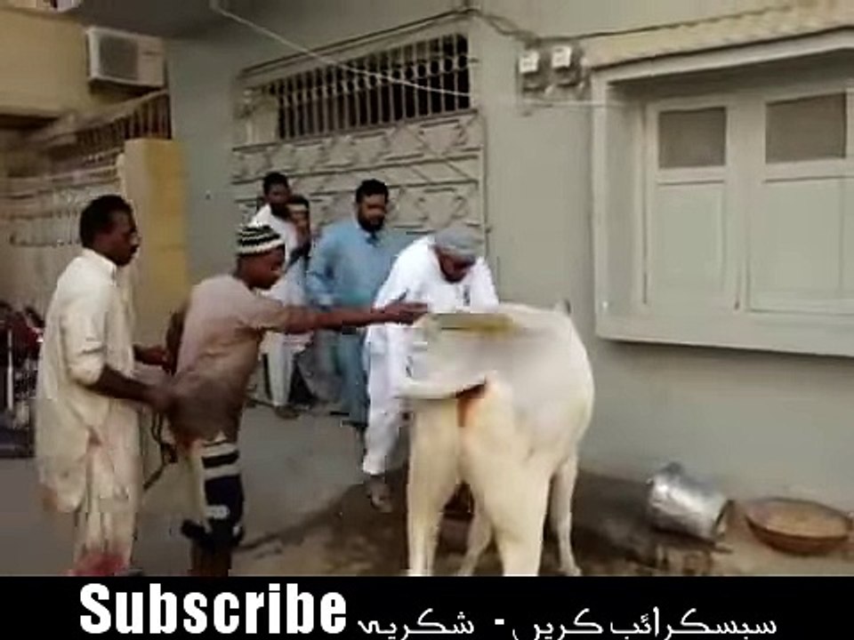 ۔ قربانی کی گائے نے مالک پر ہی حملہ کردیا اور آگے دیکھیں کیا ہو