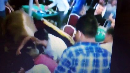 Kaçan boğa kahveye daldı