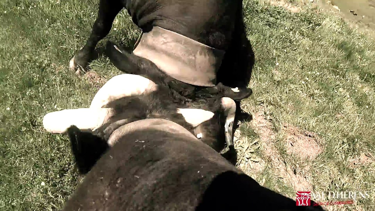Val dHérens, pays des reines. Combat de vaches filmé en GoPro