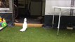 Sneaky Squirrel Steals Peanuts from Unsuspecting Cockatoo