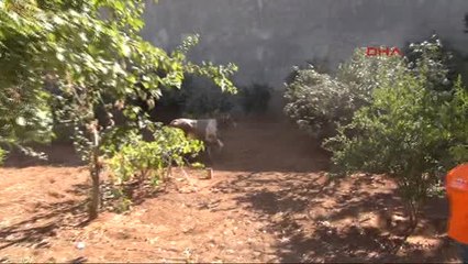 Şanlıurfa'da Kaçan Boğayı Kurban Timi Yakaladı