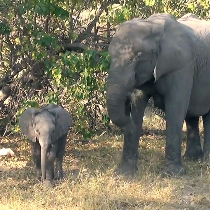 Un bébé éléphant s'amuse devant la caméra