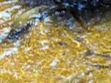 Fishes meeting // Rencontres fluviales de poissons // Mitin de pescados //