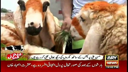 Hasan Ali takes care of hid goats while practicing
