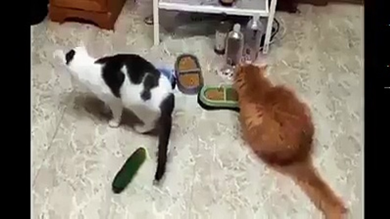 Comedy 5