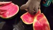 Kitten loves the taste of watermelon