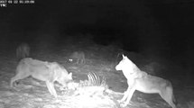 Caucasus Mountains, Armenia 2017-01-22 four Wolves. They take the carcass away