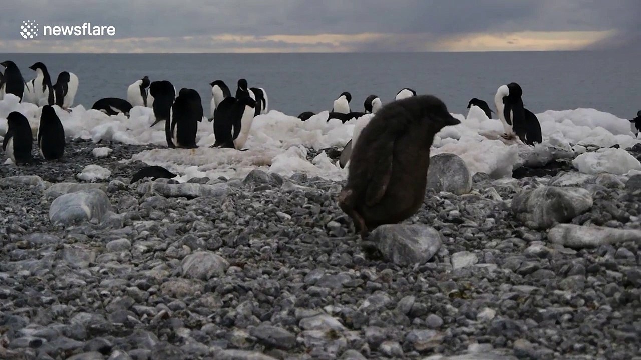 Penguin chick faceplants on Antarctic beach