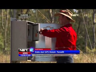 Penelitian Kehidupan Sosial Sapi di Australia - NET12