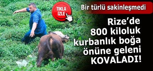 Rize'de 800 kiloluk boğa önüne geleni kovaladı