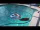 Leisurely Raccoons Go for a Dip in the Family Pool
