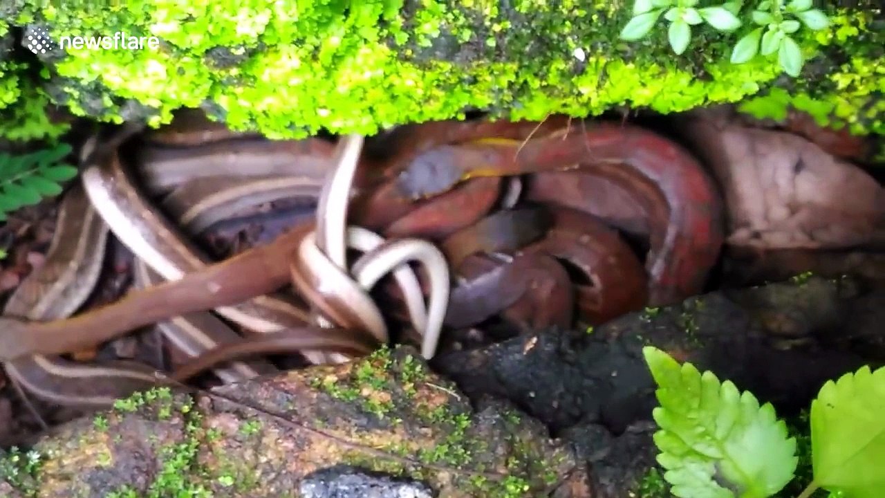 Terrified family spots huge tangle of snakes in their backyard