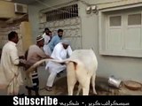 ۔ قربانی کی گائے نے مالک پر ہی حملہ کردیا اور آگے دیکھیں کیا ہوا