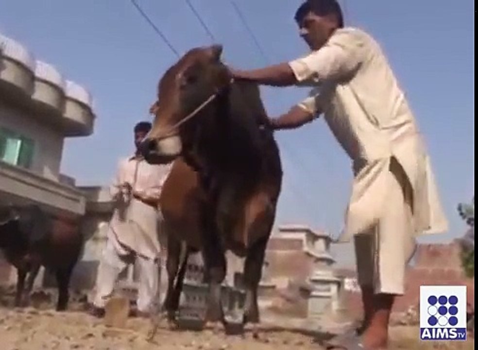 قربانی کی ایسی گائے جو خود ہی قربان ہونے کے لیے تیار ہوجائے