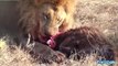 Lion vs buffalo fight lion vs crocodile animal fight youtube 2017