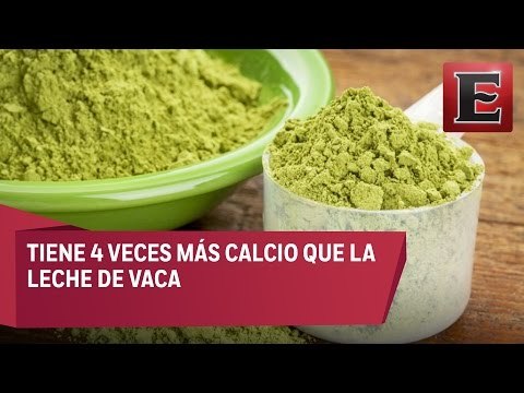 Los beneficios para la salud humana del árbol de moringa
