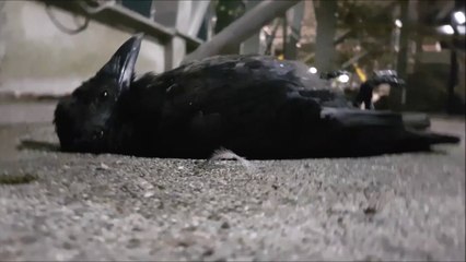 Il essaie de sauver ce corbeau mal en point mais ne s'attendait pas à ça...